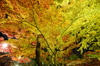 Nikon,Df_Ai_朝護孫子寺・紅葉_2013yaotomi_15full.jpg