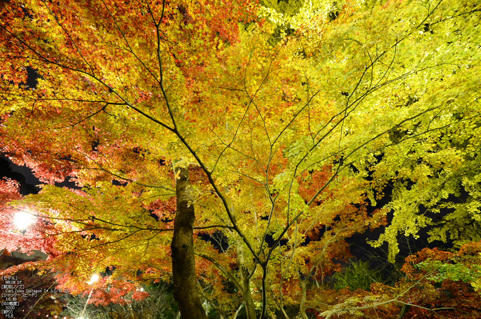 Nikon,Df_Ai_朝護孫子寺・紅葉_2013yaotomi_15s.jpg