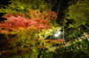 Nikon,Df_Ai_朝護孫子寺・紅葉_2013yaotomi_16full.jpg