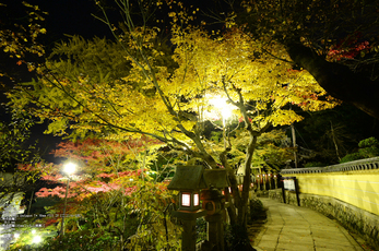 Nikon,Df_Ai_朝護孫子寺・紅葉_2013yaotomi_18s.jpg