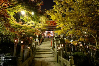 Nikon,Df_Ai_朝護孫子寺・紅葉_2013yaotomi_20s.jpg