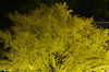 Nikon,Df_Ai_朝護孫子寺・紅葉_2013yaotomi_32full.jpg