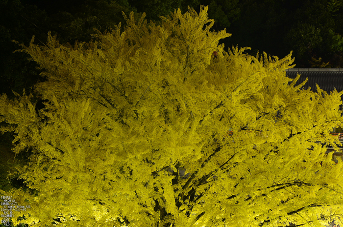 Nikon,Df_Ai_朝護孫子寺・紅葉_2013yaotomi_32s.jpg