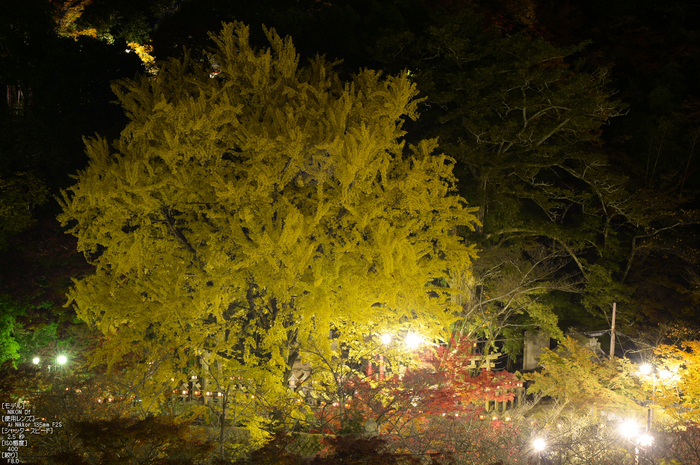 Nikon,Df_Ai_朝護孫子寺・紅葉_2013yaotomi_33s.jpg