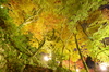 Nikon,Df_Ai_朝護孫子寺・紅葉_2013yaotomi_50full.jpg