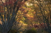 曽爾,屏風岩公苑,紅葉（PENTAX-K3）_2013yaotomi_21full.jpg