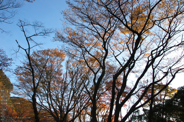 曽爾,屏風岩公苑,紅葉（PENTAX-K3）_2013yaotomi_22s.jpg