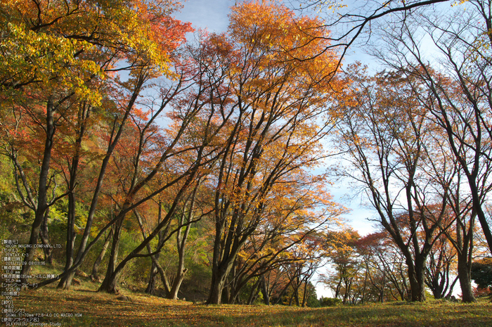 曽爾,屏風岩公苑,紅葉（PENTAX-K3）_2013yaotomi_37s.jpg