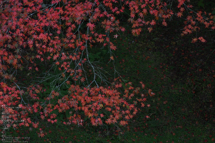 比叡山延暦寺,紅葉（PENTAX-K3）_2013yaotomi_16s.jpg