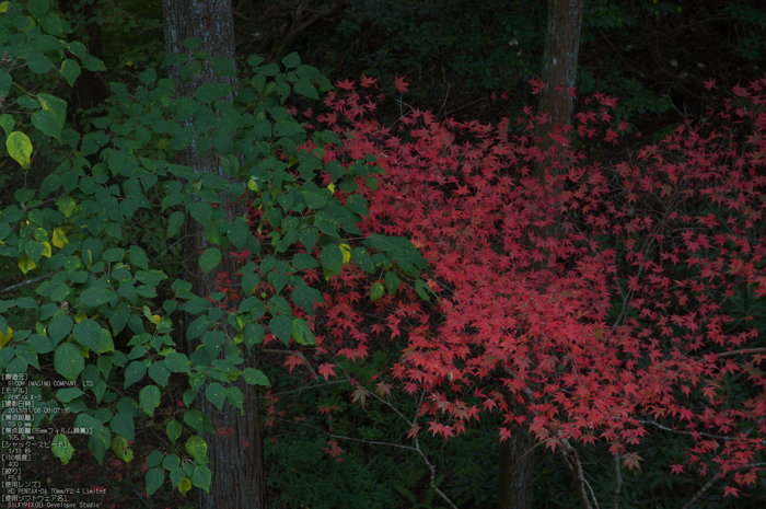 比叡山延暦寺,紅葉（PENTAX-K3）_2013yaotomi_17s.jpg