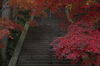 比叡山延暦寺,紅葉（PENTAX-K3）_2013yaotomi_1full.jpg