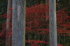 比叡山延暦寺,紅葉（PENTAX-K3）_2013yaotomi_22full.jpg