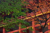 比叡山延暦寺,紅葉（PENTAX-K3）_2013yaotomi_23full.jpg