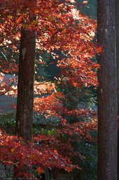 比叡山延暦寺,紅葉（PENTAX-K3）_2013yaotomi_30s.jpg