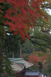 比叡山延暦寺,紅葉（PENTAX-K3）_2013yaotomi_6s.jpg
