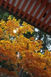 比叡山延暦寺,紅葉（PENTAX-K3）_2013yaotomi_8s.jpg