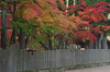 高野山,紅葉（PENTAX-K3）_2013yaotomi_27full.jpg