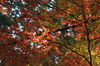 高野山,紅葉（PENTAX-K3）_2013yaotomi_50full.jpg