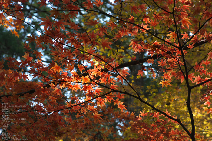 高野山,紅葉（PENTAX-K3）_2013yaotomi_50s.jpg