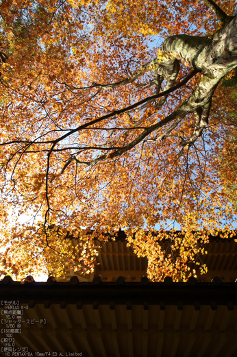 高野山,紅葉（PENTAX-K3）_2013yaotomi_51s.jpg