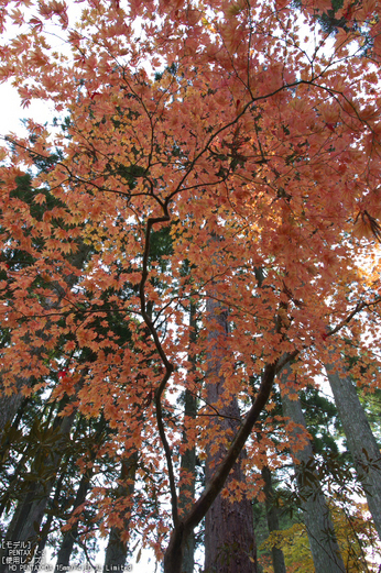 高野山,紅葉（PENTAX-K3）_2013yaotomi_53s.jpg