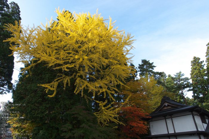 高野山,紅葉（PENTAX-K3）_2013yaotomi_55s.jpg