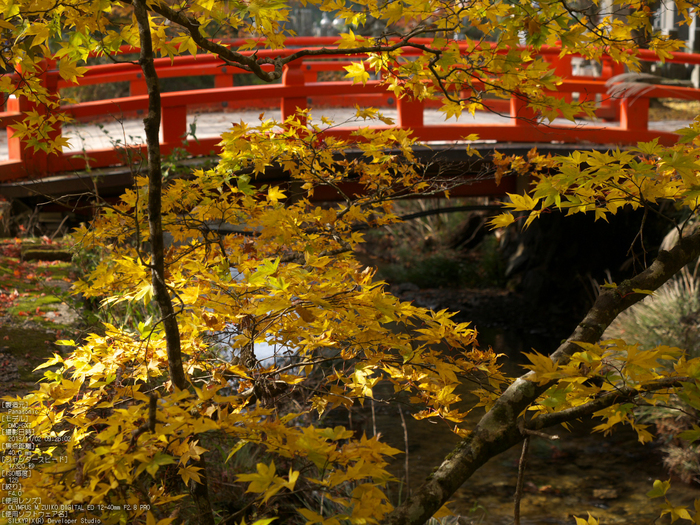 高野山,紅葉（Panasonic,GX7）_2013yaotomi_10s.jpg