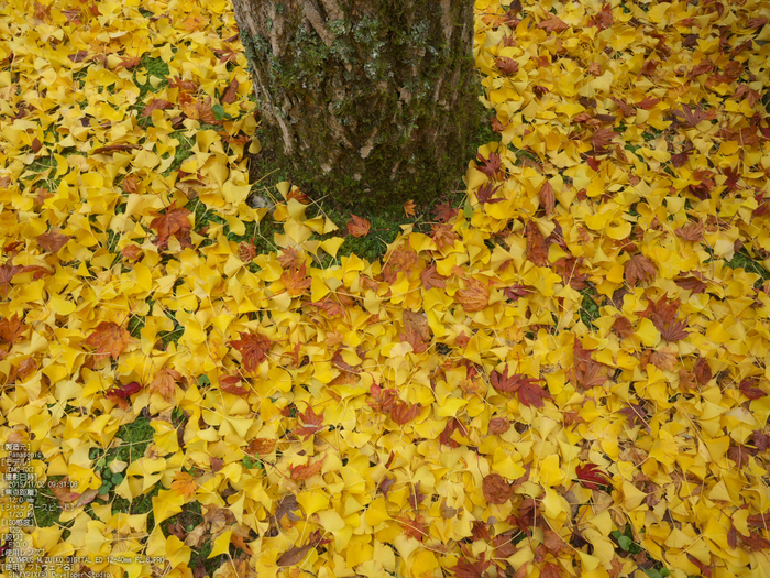 高野山,紅葉（Panasonic,GX7）_2013yaotomi_12s.jpg