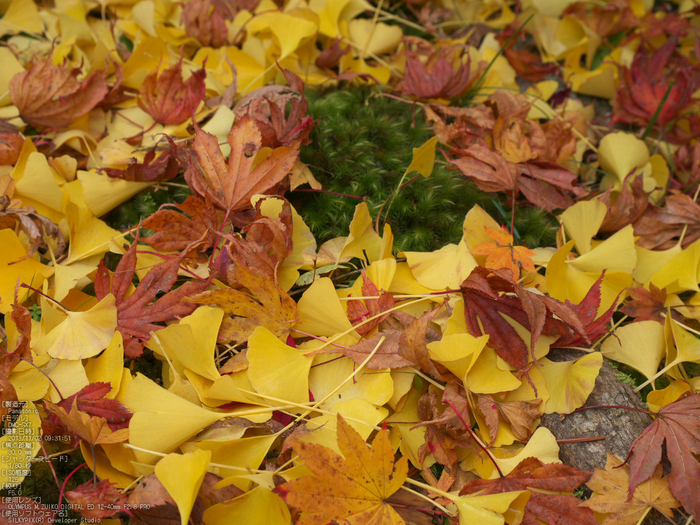 高野山,紅葉（Panasonic,GX7）_2013yaotomi_13s.jpg