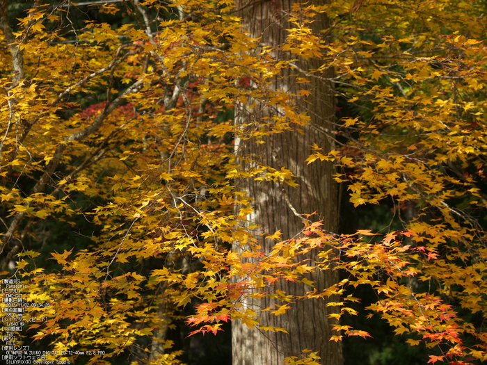 高野山,紅葉（Panasonic,GX7）_2013yaotomi_15s.jpg