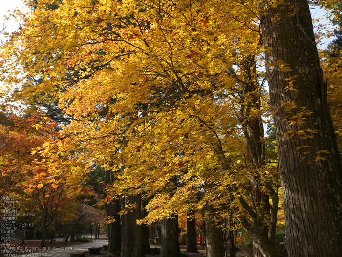 高野山,紅葉（Panasonic,GX7）_2013yaotomi_17s.jpg