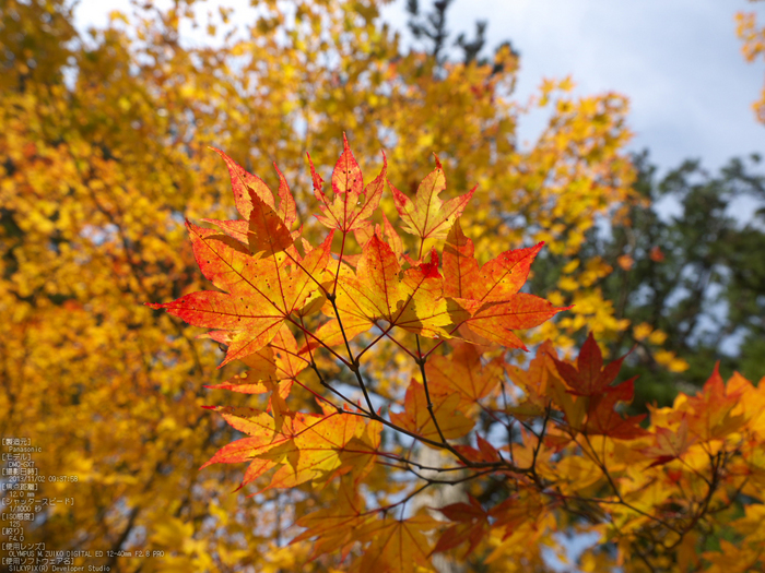 高野山,紅葉（Panasonic,GX7）_2013yaotomi_18s.jpg