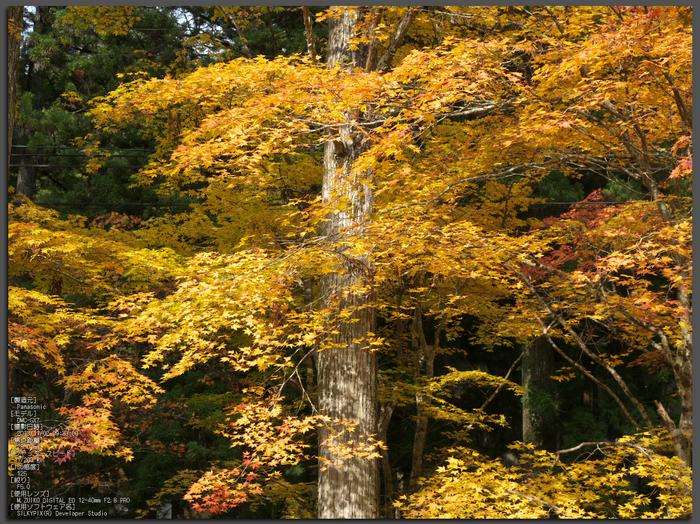 高野山,紅葉（Panasonic,GX7）_2013yaotomi_1st.jpg