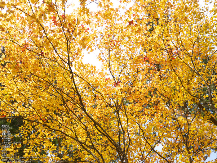 高野山,紅葉（Panasonic,GX7）_2013yaotomi_20s.jpg