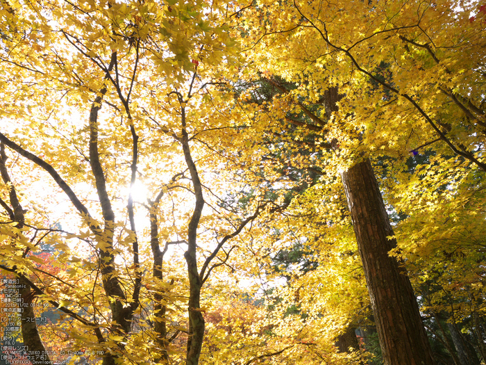 高野山,紅葉（Panasonic,GX7）_2013yaotomi_22s.jpg