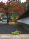 高野山,紅葉（Panasonic,GX7）_2013yaotomi_27s.jpg