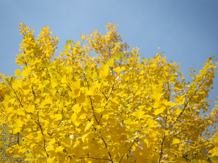 高野山,紅葉（Panasonic,GX7）_2013yaotomi_31s.jpg