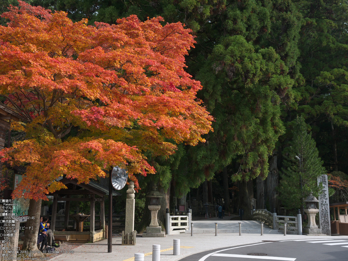 高野山,紅葉（Panasonic,GX7）_2013yaotomi_3s.jpg