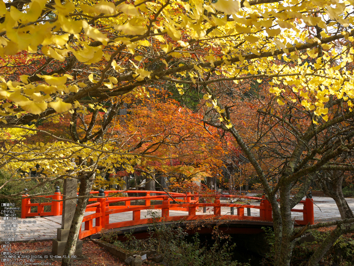 高野山,紅葉（Panasonic,GX7）_2013yaotomi_6s.jpg