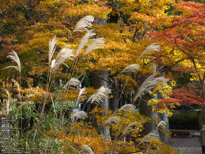 高野山,紅葉（Panasonic,GX7）_2013yaotomi_7s.jpg