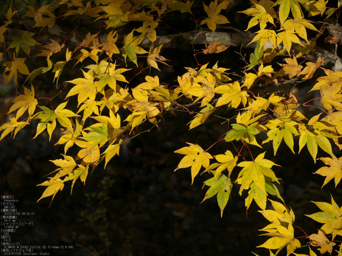 高野山,紅葉（Panasonic,GX7）_2013yaotomi_8s.jpg