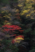 天川,天ノ川渓谷,紅葉（PENTAX-K3）_2013yaotomi_60full.jpg