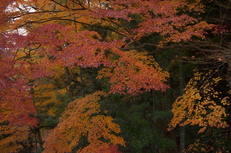 PK3_5112_SIL(29mm・F3,5・FULL),奈良公園紅葉2013yaotomi_.jpg
