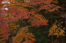 PK3_5114_SIL(29mm・F4,5・FULL),奈良公園紅葉2013yaotomi_.jpg