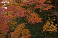 PK3_5115_SIL(29mm・F5,0・FULL),奈良公園紅葉2013yaotomi_.jpg