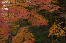 PK3_5116_SIL(29mm・F5,6・FULL),奈良公園紅葉2013yaotomi_.jpg