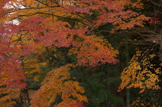 PK3_5119_SIL(29mm・F6,3・FULL),奈良公園紅葉2013yaotomi_.jpg