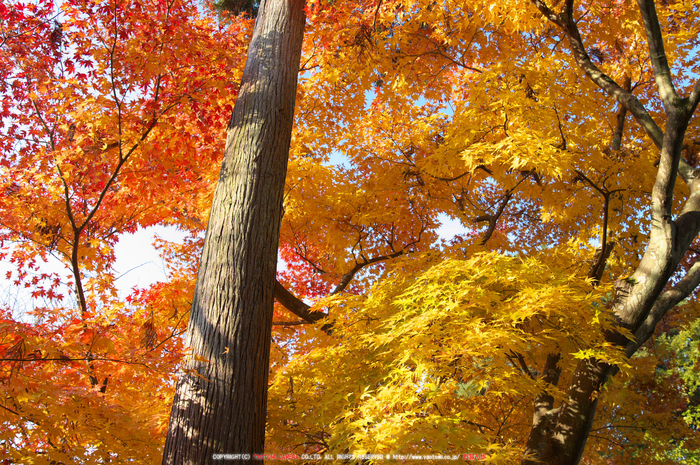 PK3_5143_SIL(20mm・5,6),龍安寺紅葉2013yaotomi_.jpg