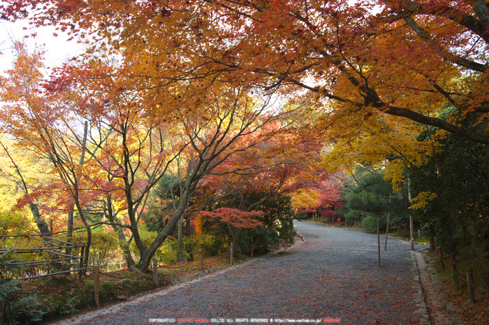 PK3_5155_SIL(20mm・5,0),龍安寺紅葉2013yaotomi_.jpg