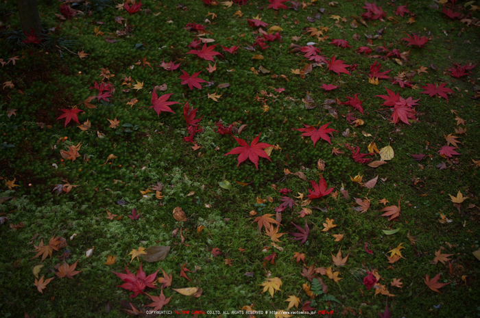 PK3_5187_SIL(40mm・F4,5),龍安寺紅葉2013yaotomi_.jpg